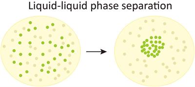 Phase Transition of Huntingtin: Factors and Pathological Relevance